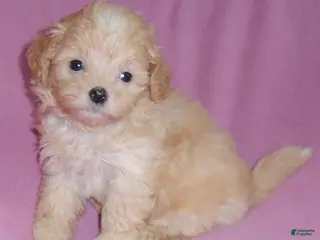 Shihpoo dogs Peaches - Ad 3