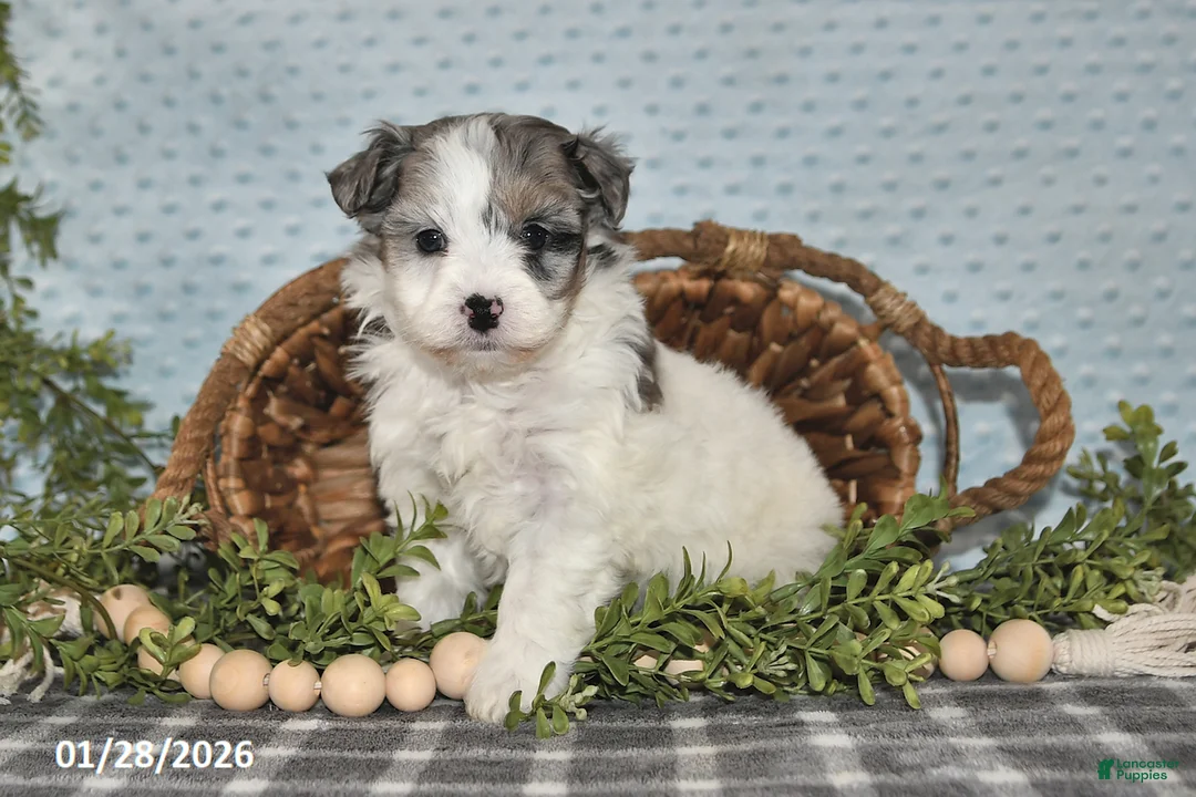 Havapoo dogs for sale: Emily - Ad 1