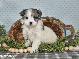 Havapoo dogs Emily - Ad 19