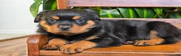 Rottweiler dogs for sale: Winter - Ad 1