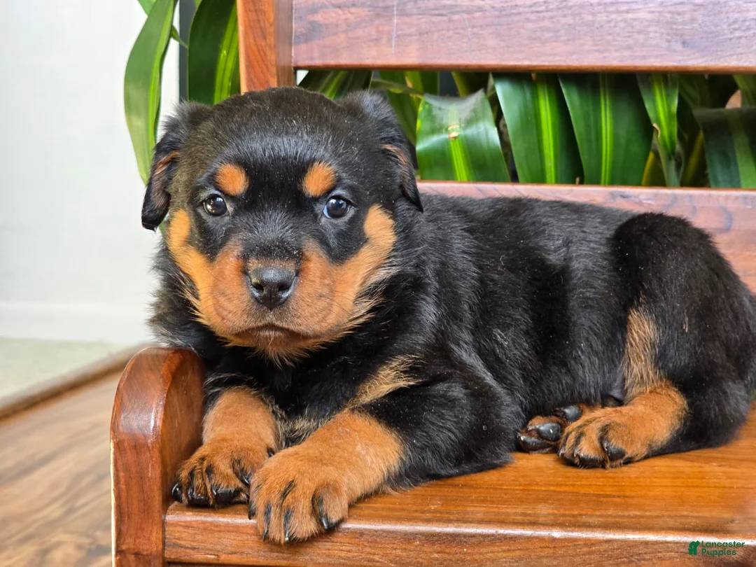 Rottweiler dogs for sale: Winter - Ad 1
