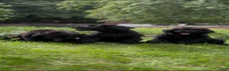 Giant Schnauzer dogs for sale: Mouse - Ad 18