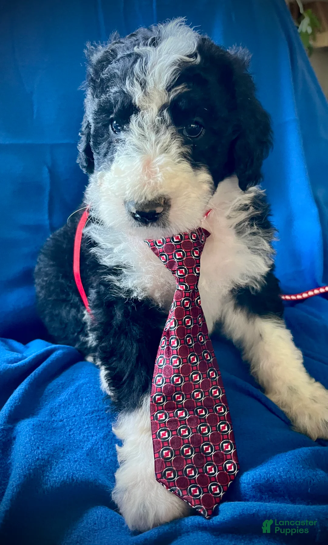 Sheepadoodle dogs for sale: Sheepadoodle Puppy 3 - Ad 2