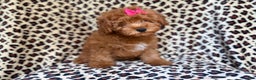 Mini Aussiedoodle dogs for sale: Jade - Ad 4