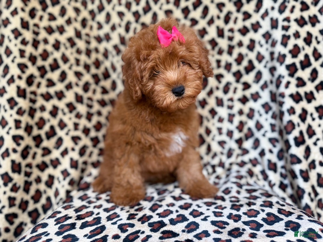 Mini Aussiedoodle dogs for sale: Jade - Ad 4