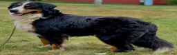 Mixed Breed dogs for sale: Princess Golden Mountain Dog  - Ad 9