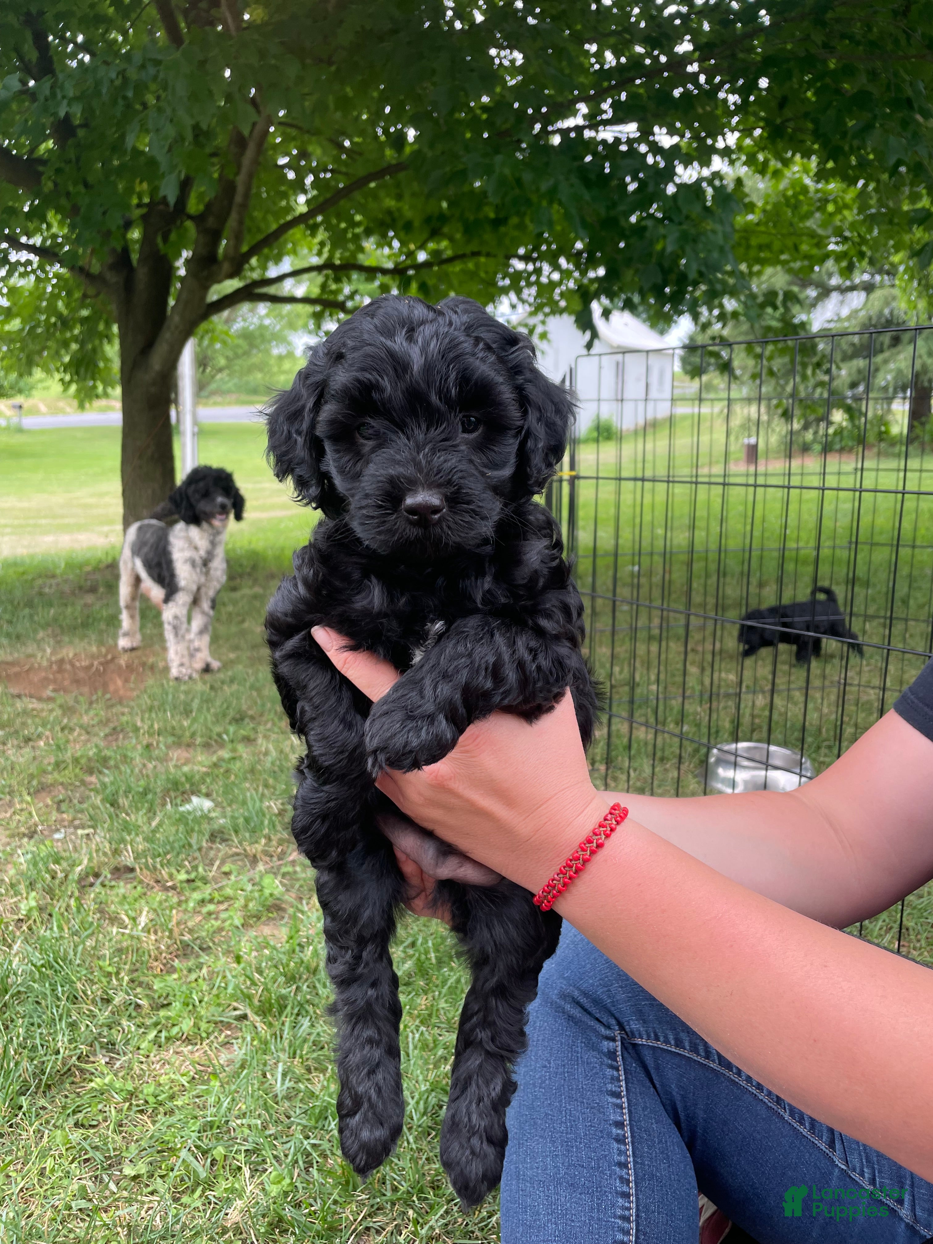 Miniature Poodle dogs Jimmy - Ad 2
