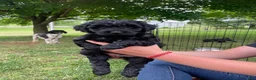 Miniature Poodle dogs for sale: Jimmy - Ad 2