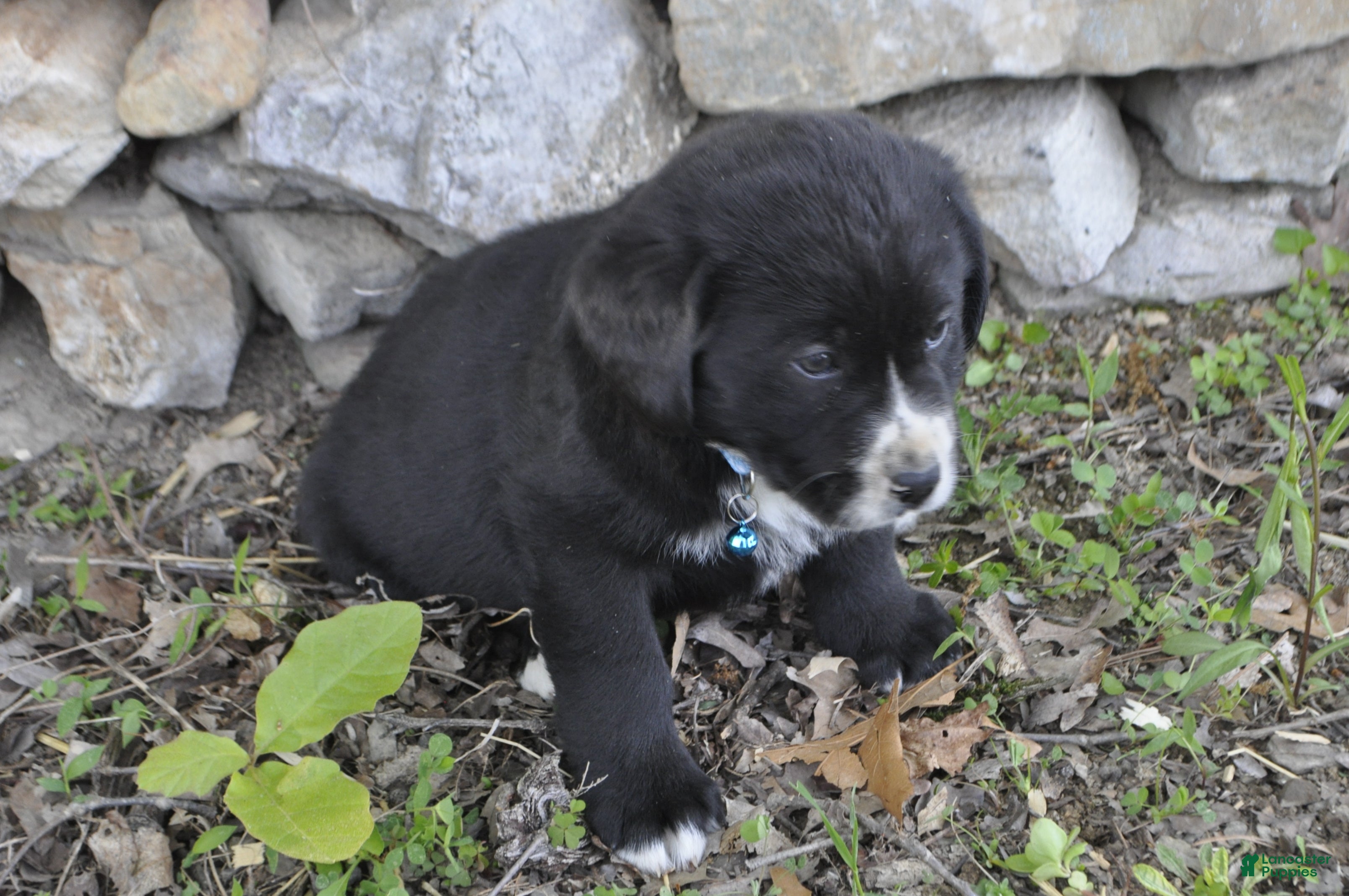Mixed Breed dogs Barney - Ad 2