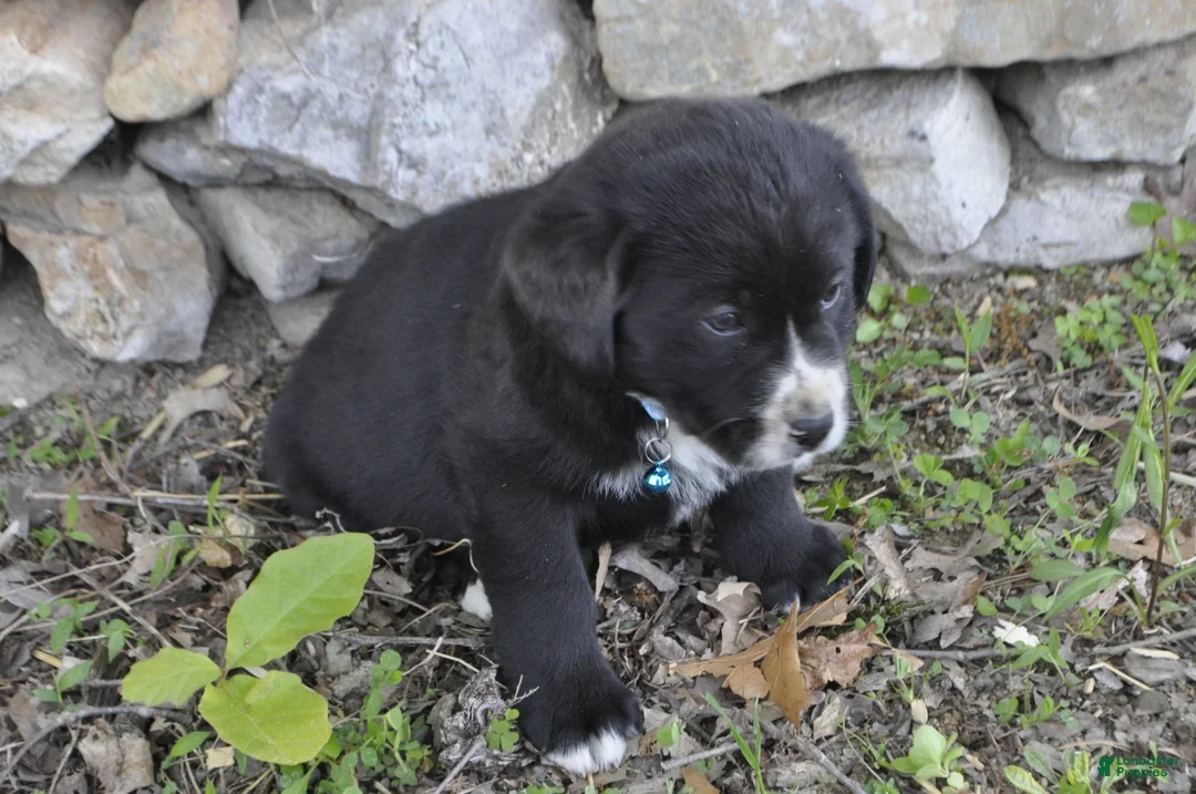 Mixed Breed dogs for sale: Barney - Ad 2