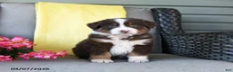 Australian Shepherd dogs for sale: Ranger - Ad 5