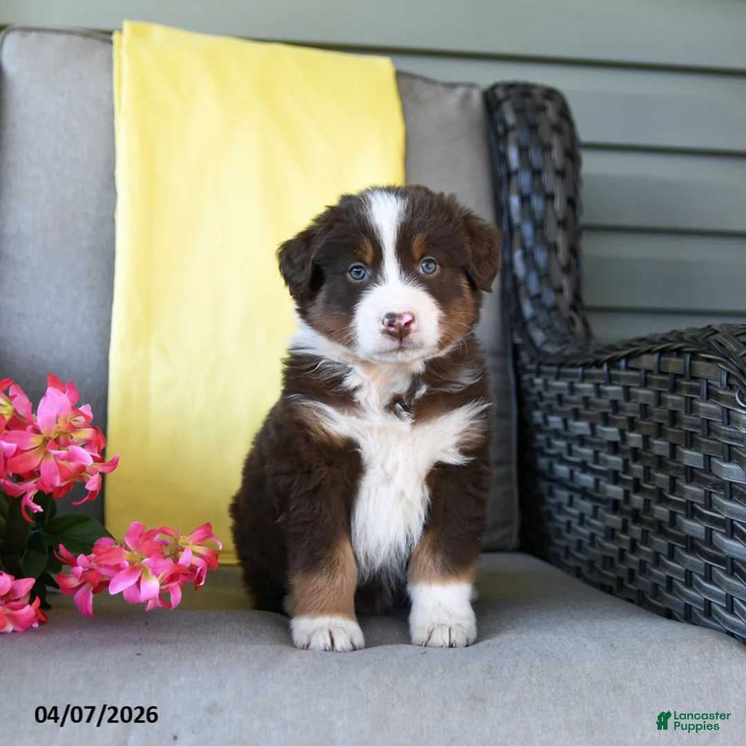 Australian Shepherd dogs for sale: Ranger - Ad 5