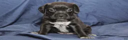 Puggle dogs for sale: Chewy - Ad 48