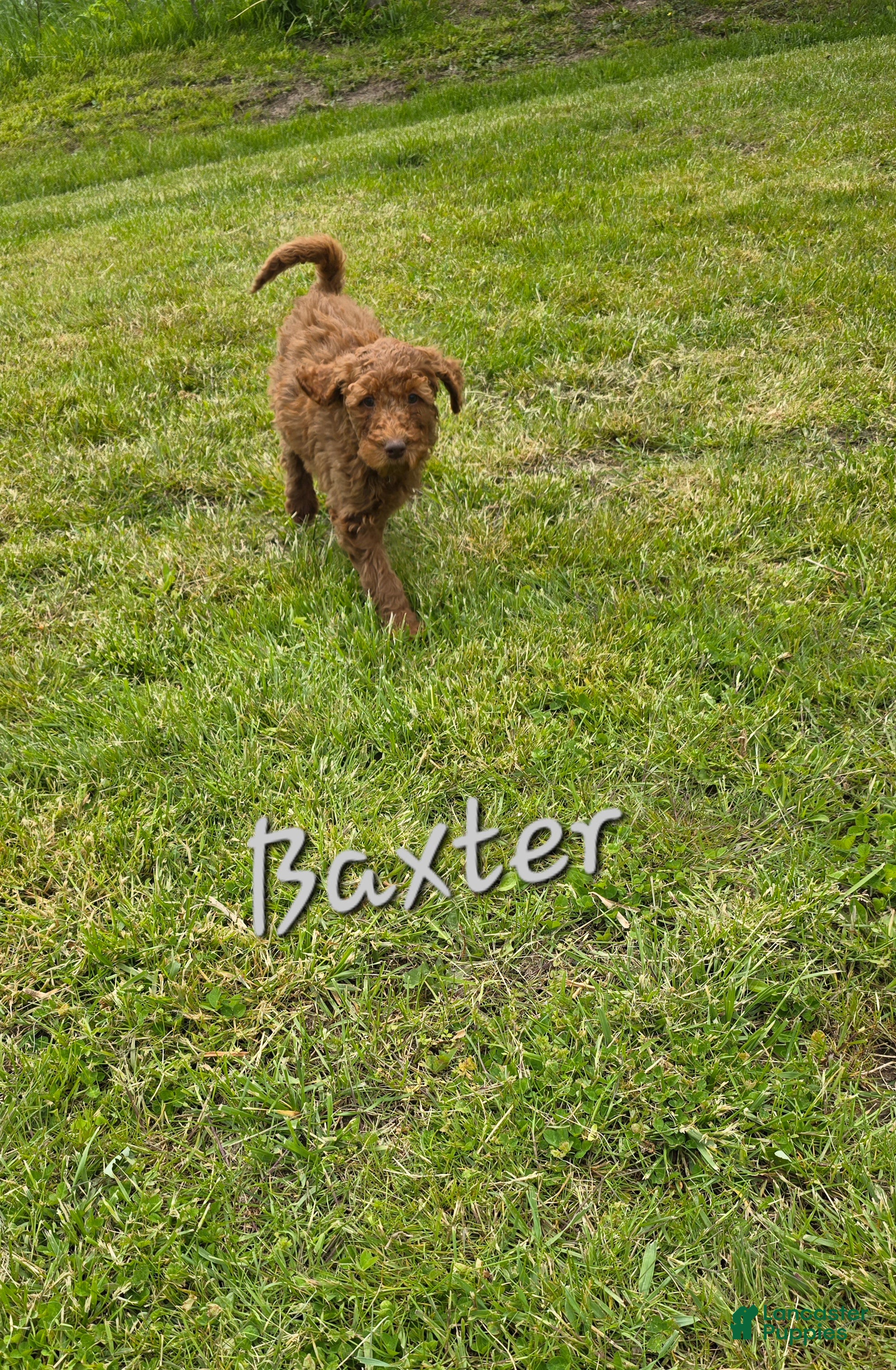 Goldendoodle dogs Goldendoodle Puppy 5 - Ad 39