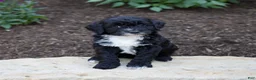 Mixed Breed dogs for sale: Faith - Ad 5