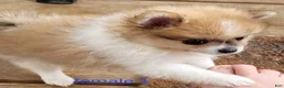 Pomeranian dogs for sale: Abigail  - Ad 3