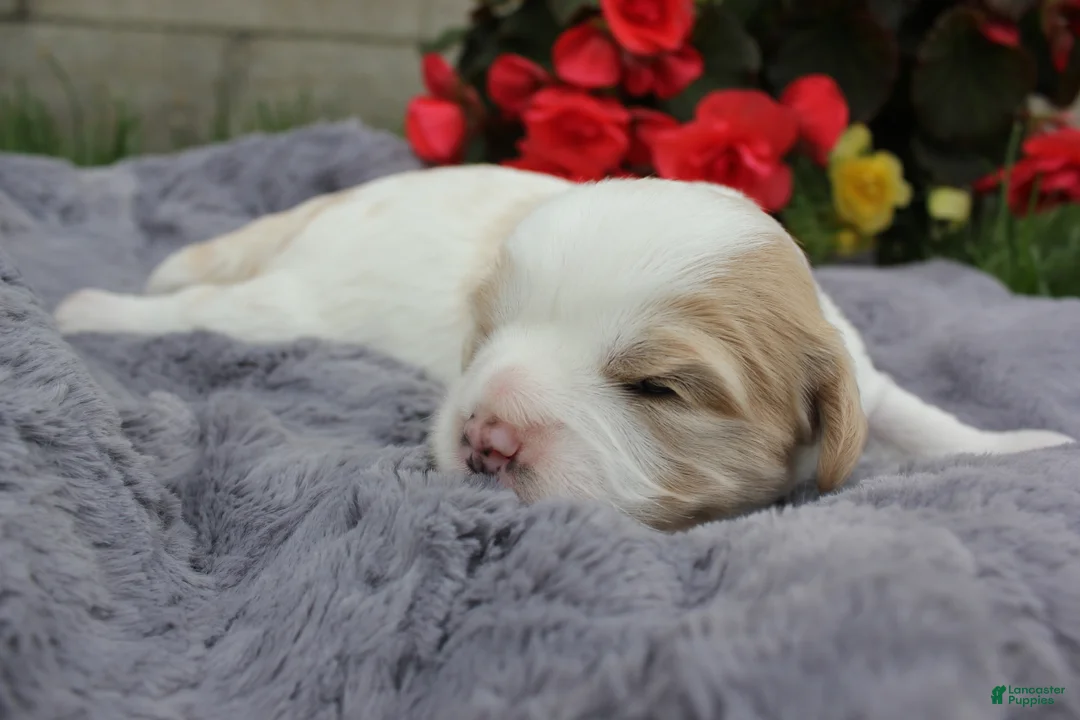 Cavachon dogs for sale: Apollo - Ad 1