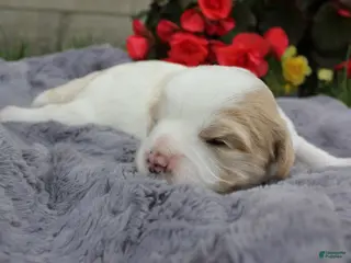 Cavachon dogs for sale: Apollo - Ad 1