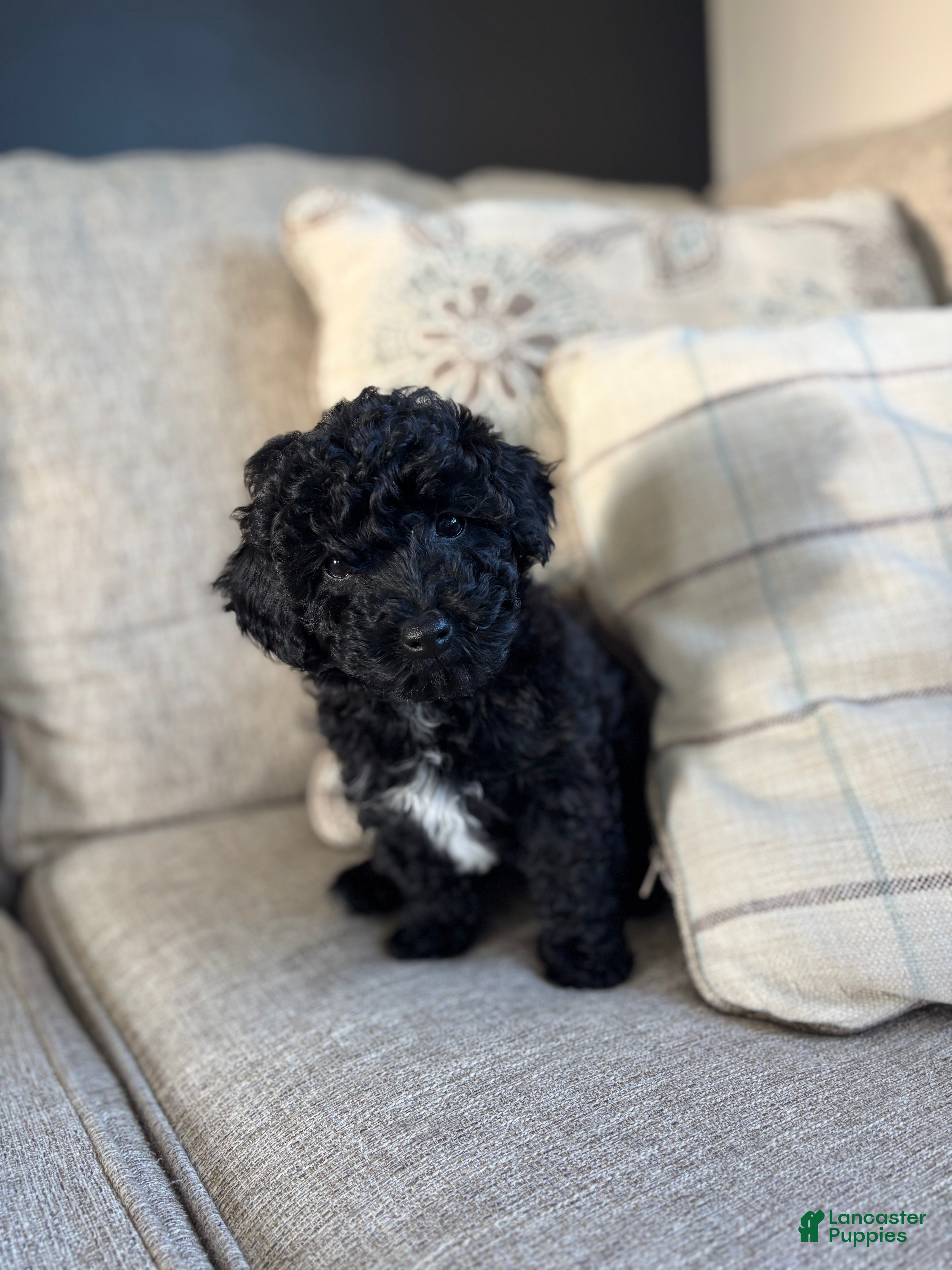 Maltipoo dogs Minnie  - Ad 1