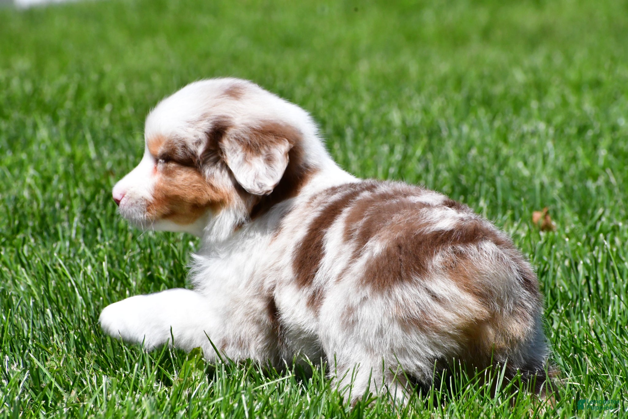 Miniature Australian Shepherd dogs for sale: Crystal - Ad 7