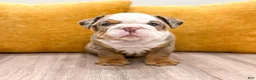 English Bulldog dogs for sale: Otis - Ad 2