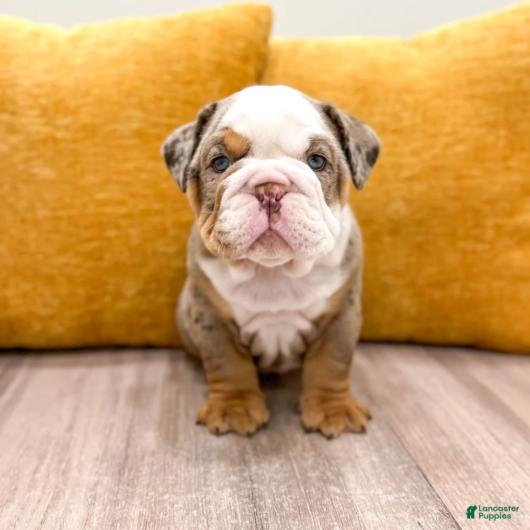 English Bulldog dogs for sale: Otis - Ad 2