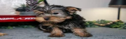 Yorkshire Terrier dogs for sale: Luigi - Ad 3