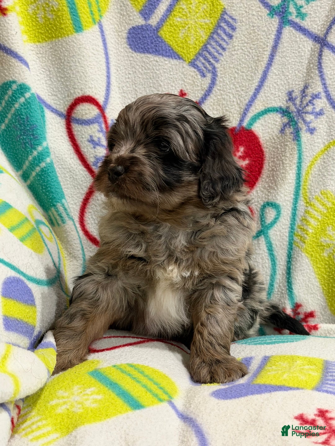 Mini Aussiedoodle dogs for sale: Cody - Ad 2