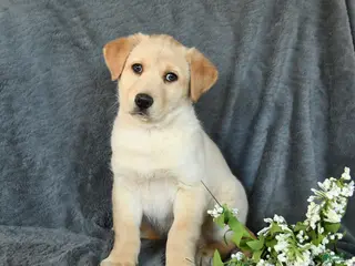 Mixed Breed dogs Frisky - Ad 8