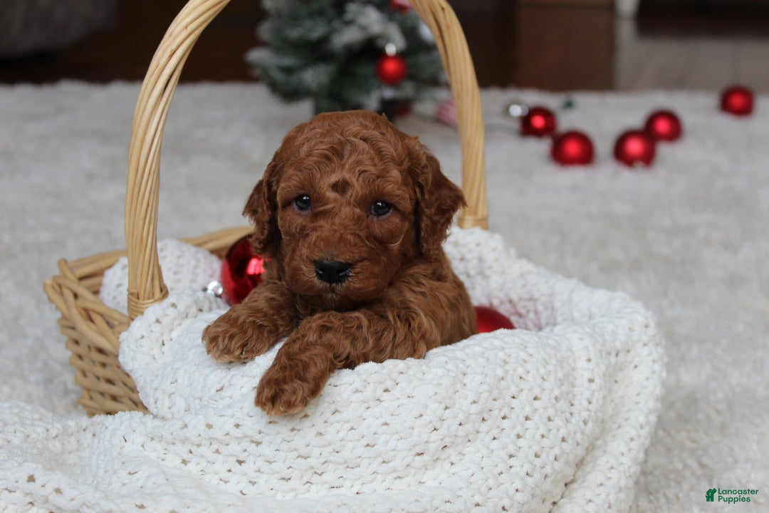 Cavapoochon dogs for sale: Milo - Ad 6