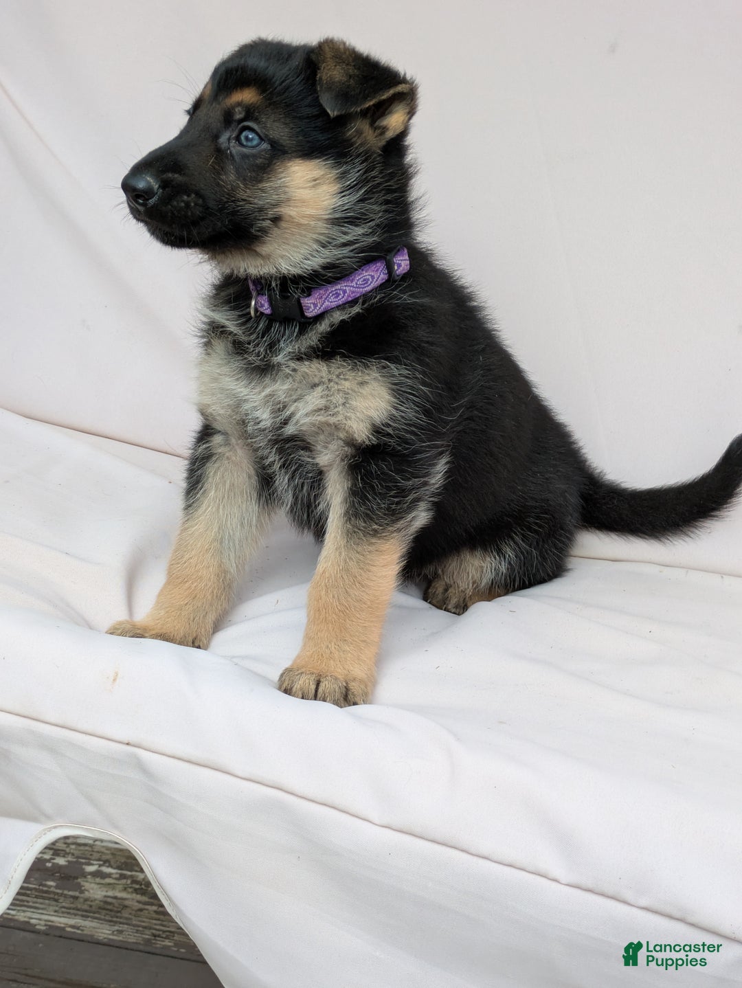 German Shepherd dogs for sale: Spike - Ad 1