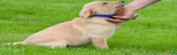 Labrador Retriever dogs for sale: Waldo - Ad 7