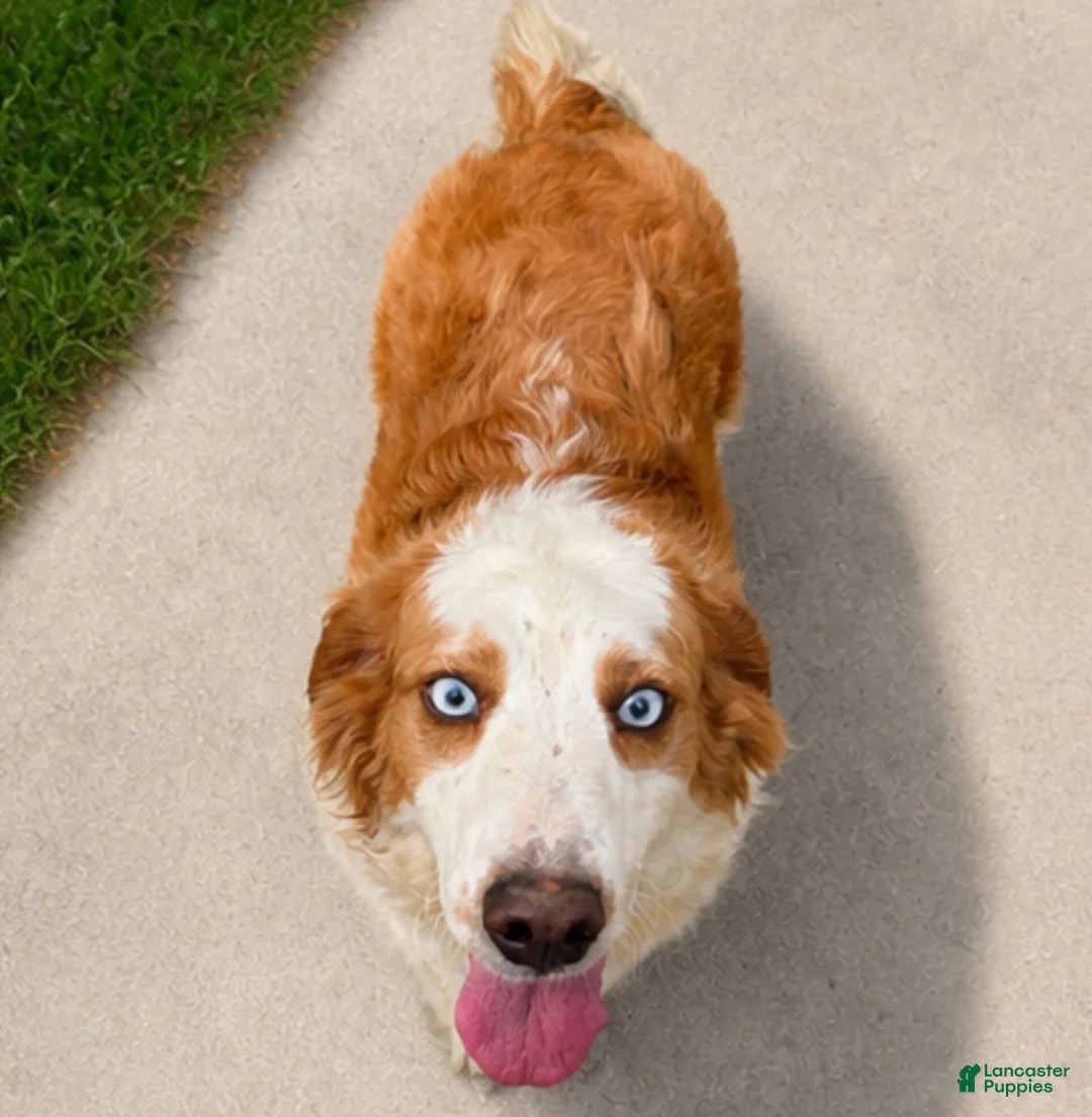 Goberian dogs for sale: Sydney - Ad 1