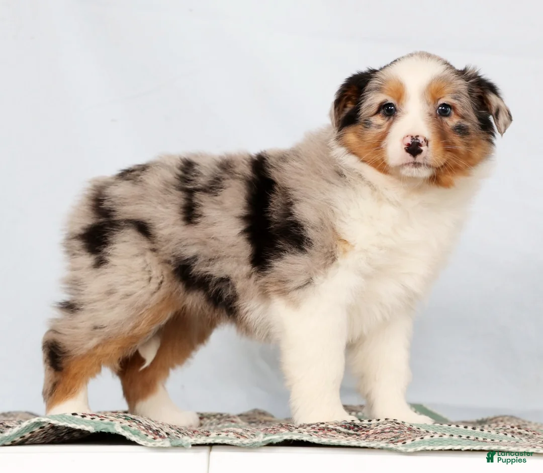 Australian Shepherd dogs for sale: Judy - Ad 5