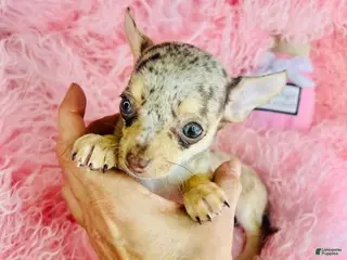 Chihuahua dogs Chihuahua Puppy 1 - Ad 14