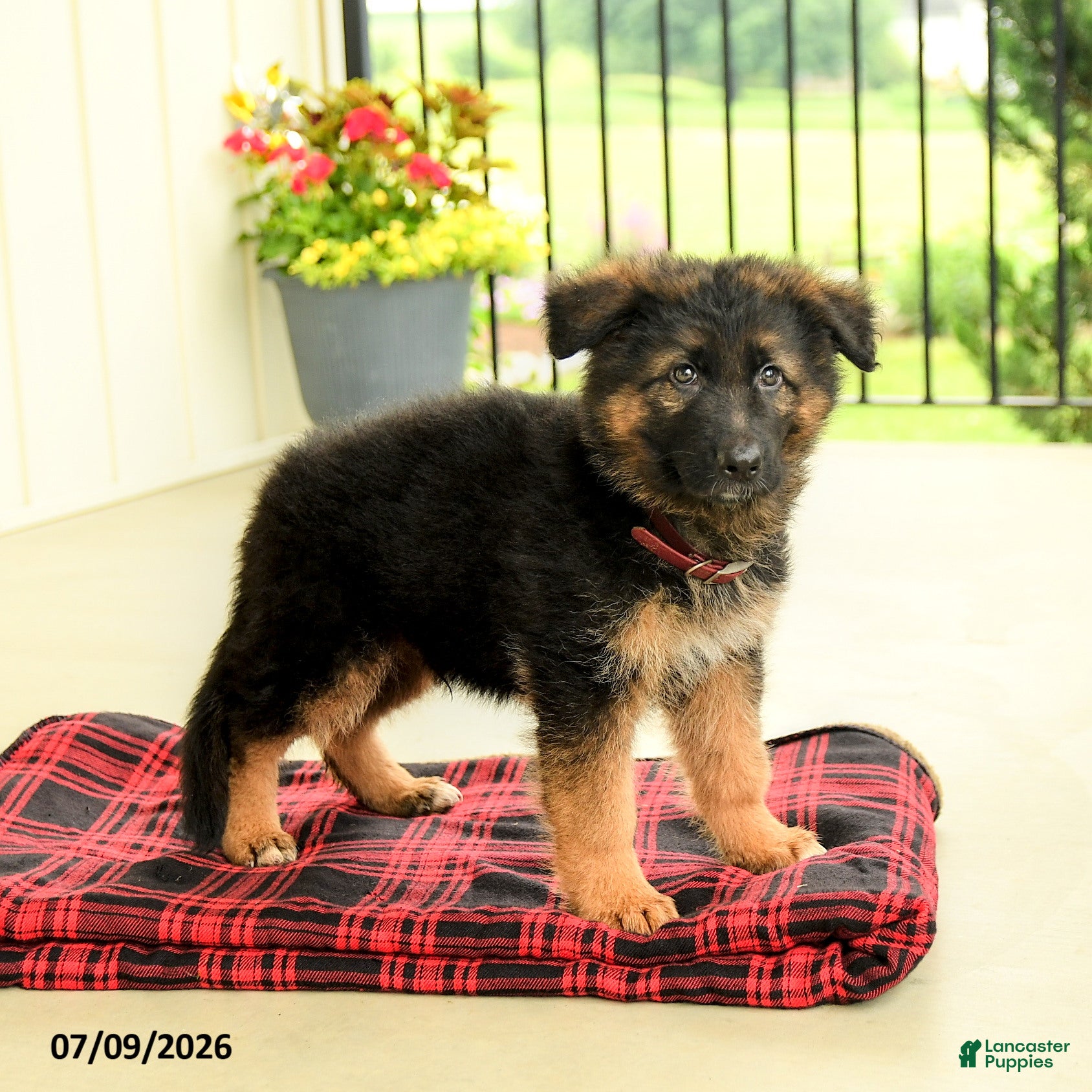 German Shepherd dogs Roland - Ad 1