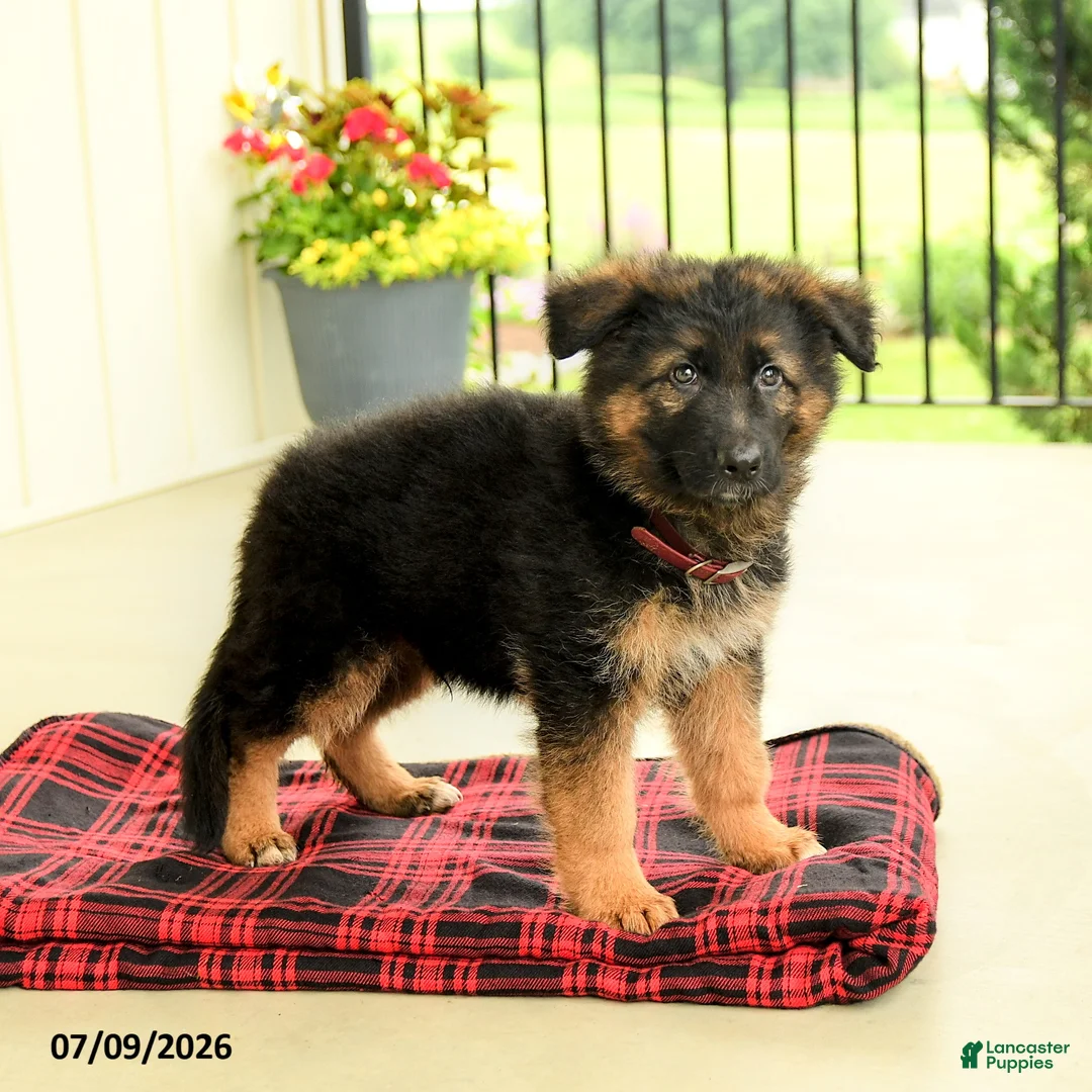 German Shepherd dogs for sale: Roland - Ad 1