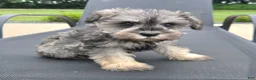Miniature Schnauzer dogs for sale: Susie - Ad 4