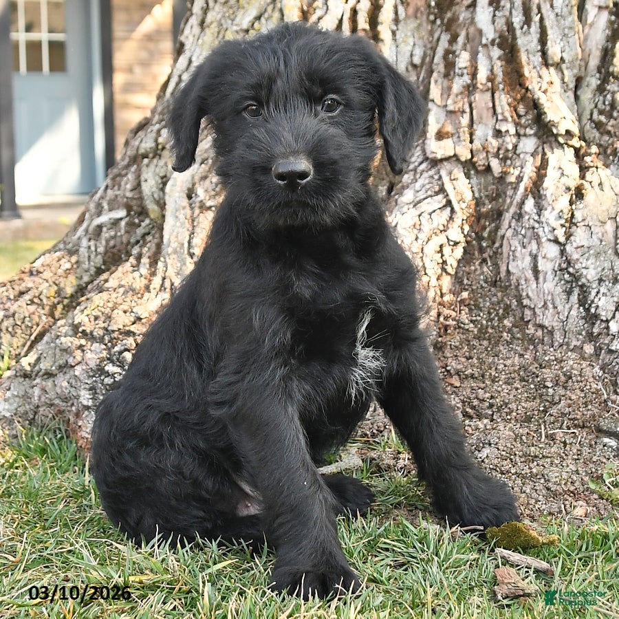 Schnauzer dogs Pauly - Ad 2