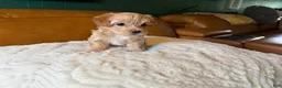 Maltipoo dogs for sale: Maltipoo 4 - Ad 4