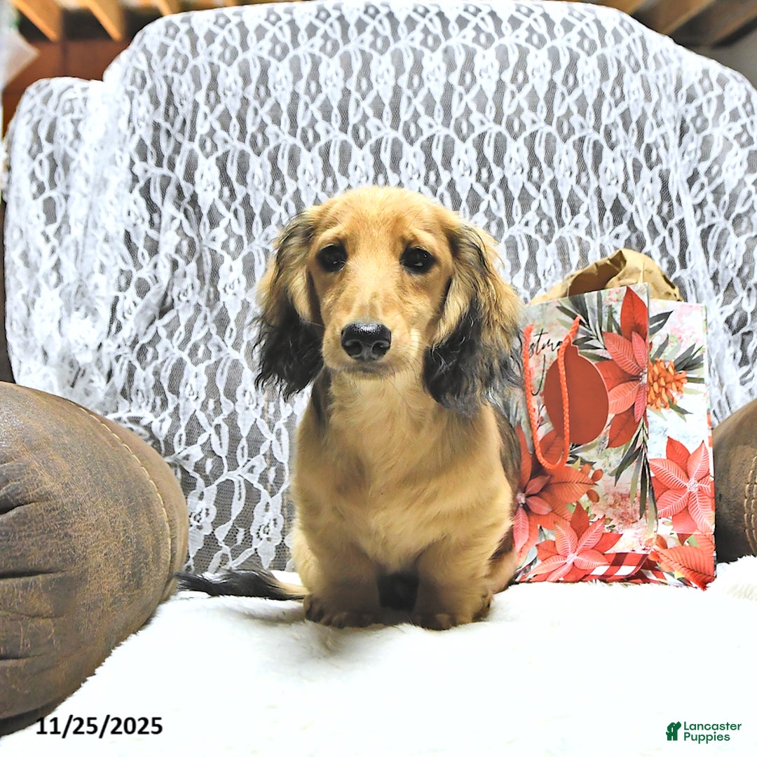Miniature Dachshund dogs for sale: Fredrick - Ad 20