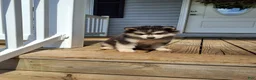 Pomsky dogs for sale: Dante  - Ad 6