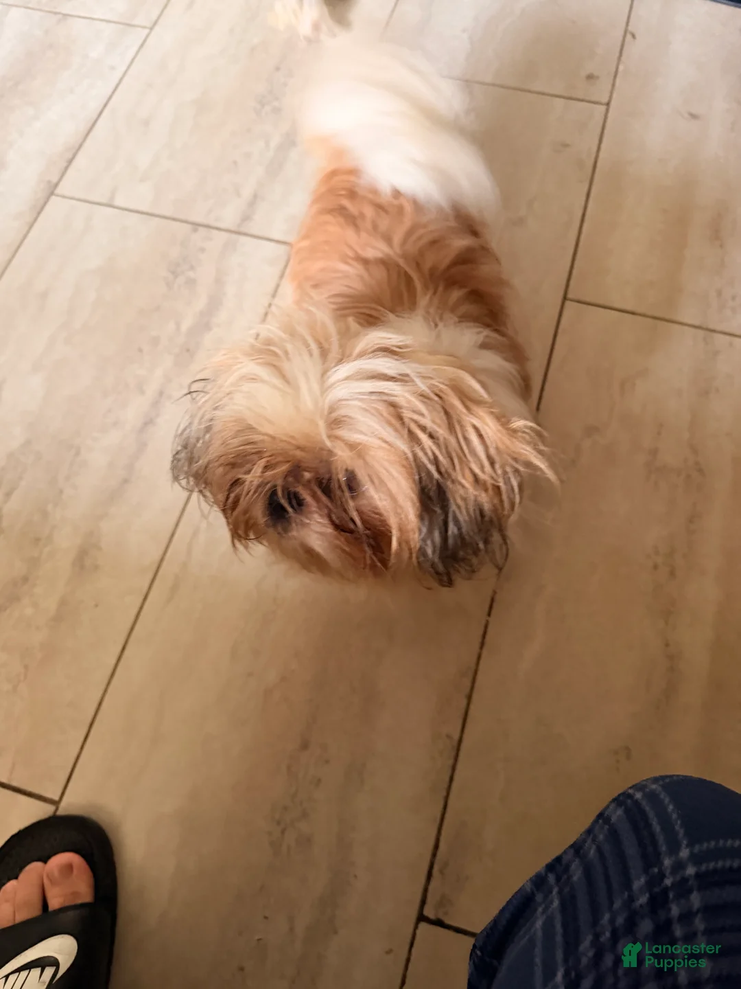 Shih Tzu dogs for sale: Agustina  - Ad 2