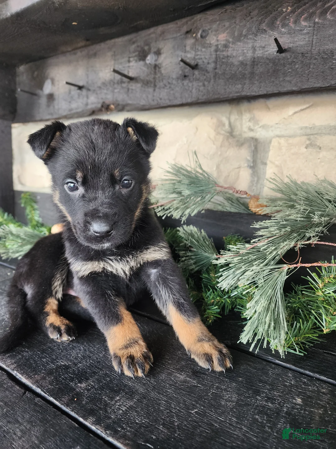 Mixed Breed dogs for sale: Randy - Ad 5