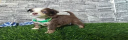 Toy Australian Shepherd dogs for sale: Boy 2 - Ad 2