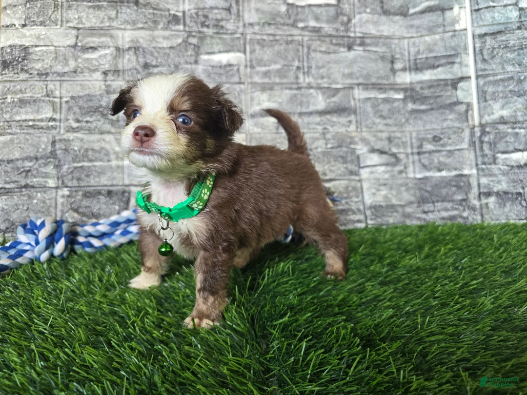 Toy Australian Shepherd dogs for sale: Boy 2 - Ad 2
