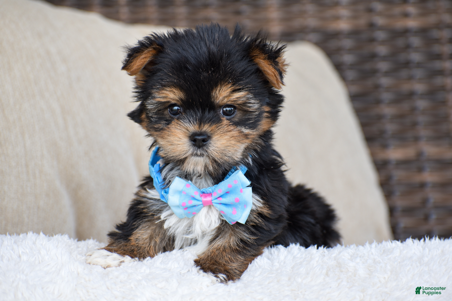 Yorkshire Terrier dogs Milo - Teacup - Ad 1