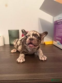French Bulldog dogs for sale: French Bulldog 3 (DOMINO) - Ad 4