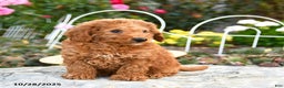 Miniature Poodle dogs for sale: Tucker - Ad 4