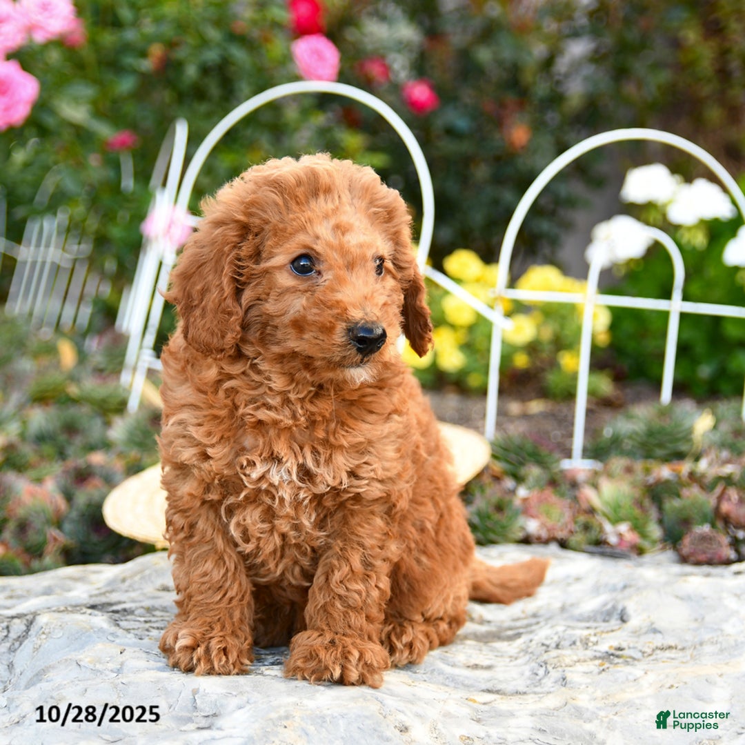 Miniature Poodle dogs for sale: Tucker - Ad 4